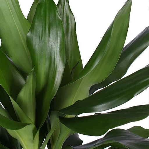 Dracaena Janet Lind Og Hendes Gryde
