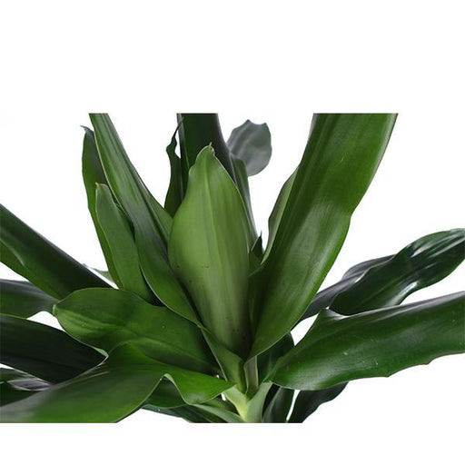 Dracaena Janet Lind Og Hendes Gryde