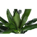 Dracaena Janet Lind Og Hendes Gryde