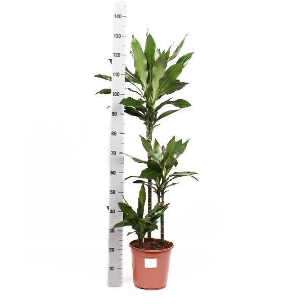 Dracaena Janet Lind Og Hendes Gryde
