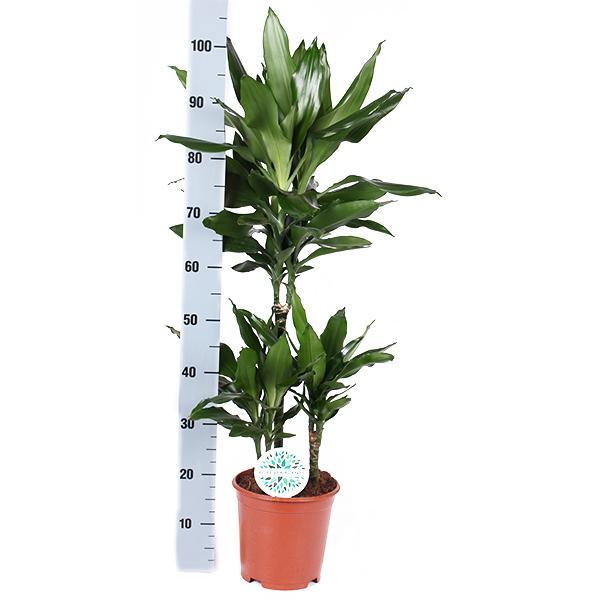 Dracaena Janet Lind Og Hendes Gryde