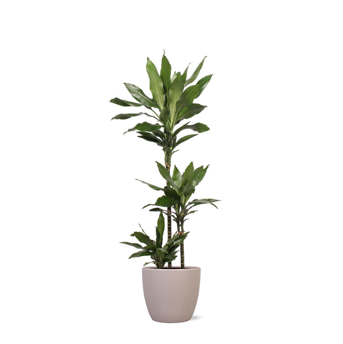 Dracaena Janet Lind Og Hendes Gryde