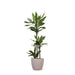 Dracaena Janet Lind Og Hendes Gryde