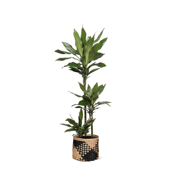 Dracaena Janet Lind Og Hendes Gryde