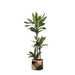 Dracaena Janet Lind Og Hendes Gryde