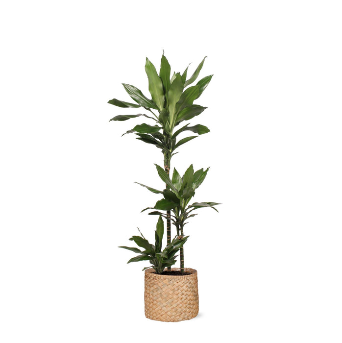 Dracaena Janet Lind Og Hendes Gryde