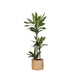 Dracaena Janet Lind Og Hendes Gryde