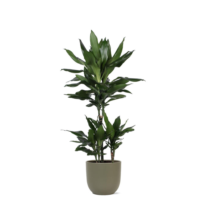 Dracaena Janet Lind Og Hendes Gryde