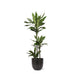 Dracaena Janet Lind Og Hendes Gryde
