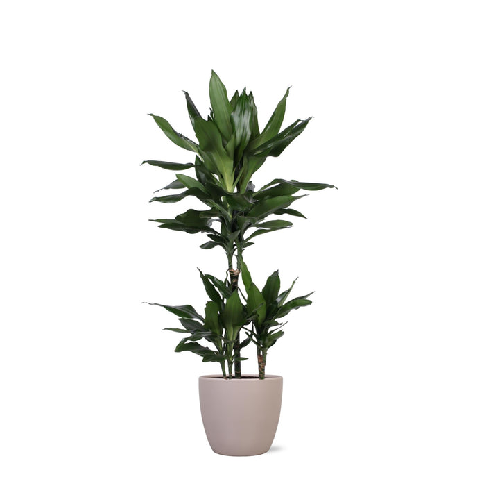 Dracaena Janet Lind Og Hendes Gryde