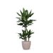 Dracaena Janet Lind Og Hendes Gryde