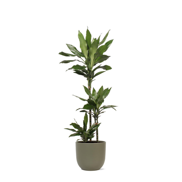 Dracaena Janet Lind Og Hendes Gryde