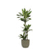 Dracaena Janet Lind Og Hendes Gryde