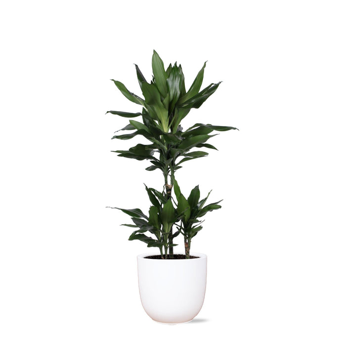 Dracaena Janet Lind Og Hendes Gryde
