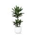 Dracaena Janet Lind Og Hendes Gryde