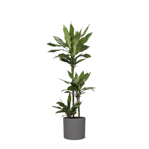 Dracaena Janet Lind Og Hendes Gryde