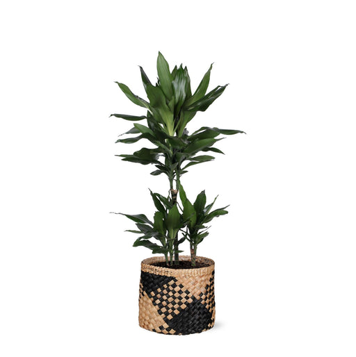 Dracaena Janet Lind Og Hendes Gryde