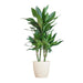 Dracaena Janet Lindt Og Dens Gryde