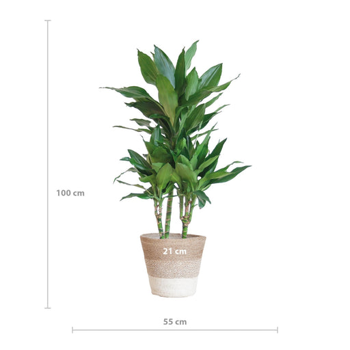 Dracaena Janet Lindt Og Dens Gryde