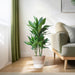 Dracaena Janet Lindt Og Dens Gryde