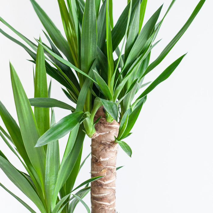 Dracaena Janet Lindt Og Dens Gryde