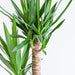 Dracaena Janet Lindt Og Dens Gryde