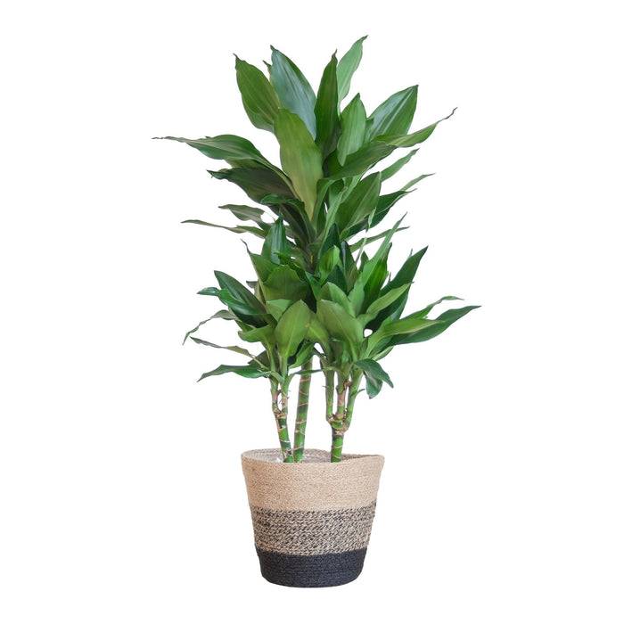 Dracaena Janet Lindt Og Dens Gryde