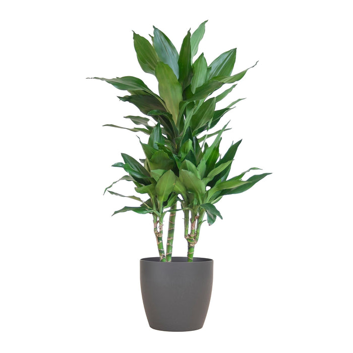 Dracaena Janet Lindt Og Dens Gryde