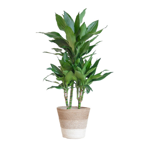 Dracaena Janet Lindt Og Dens Gryde