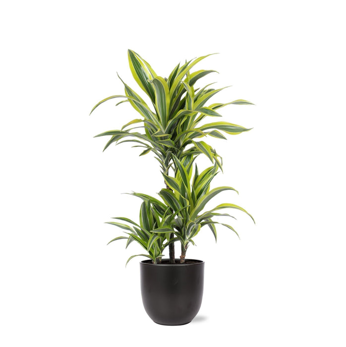 Dracaena Citronlime Og Dens Gryde