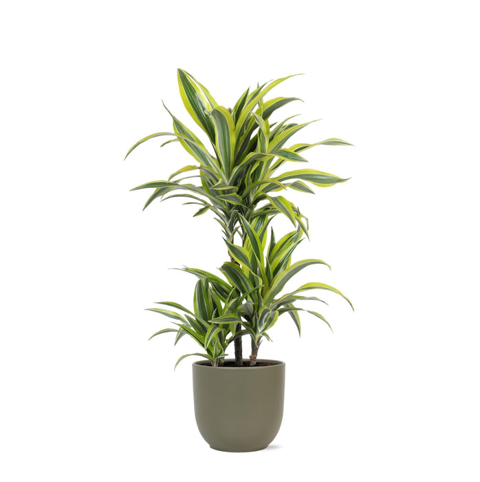 Dracaena Citronlime Og Dens Gryde