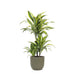 Dracaena Citronlime Og Dens Gryde