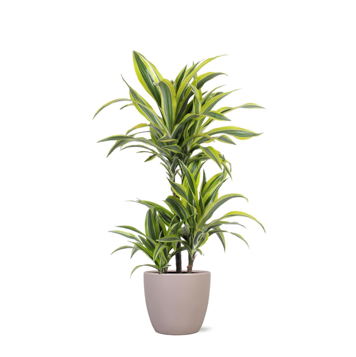 Dracaena Citronlime Og Dens Gryde