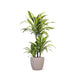 Dracaena Citronlime Og Dens Gryde