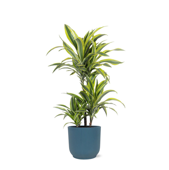 Dracaena Citronlime Og Dens Gryde