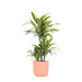 Dracaena Citronlime Og Dens Gryde