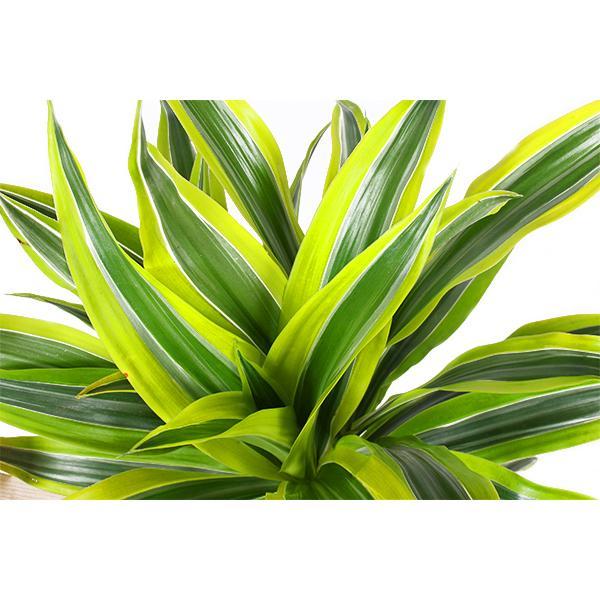 Dracaena Citronlime Og Dens Gryde