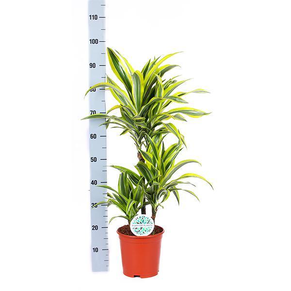 Dracaena Citronlime Og Dens Gryde