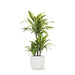 Dracaena Citronlime Og Dens Gryde