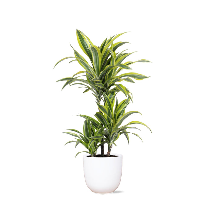 Dracaena Citronlime Og Dens Gryde