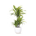 Dracaena Citronlime Og Dens Gryde