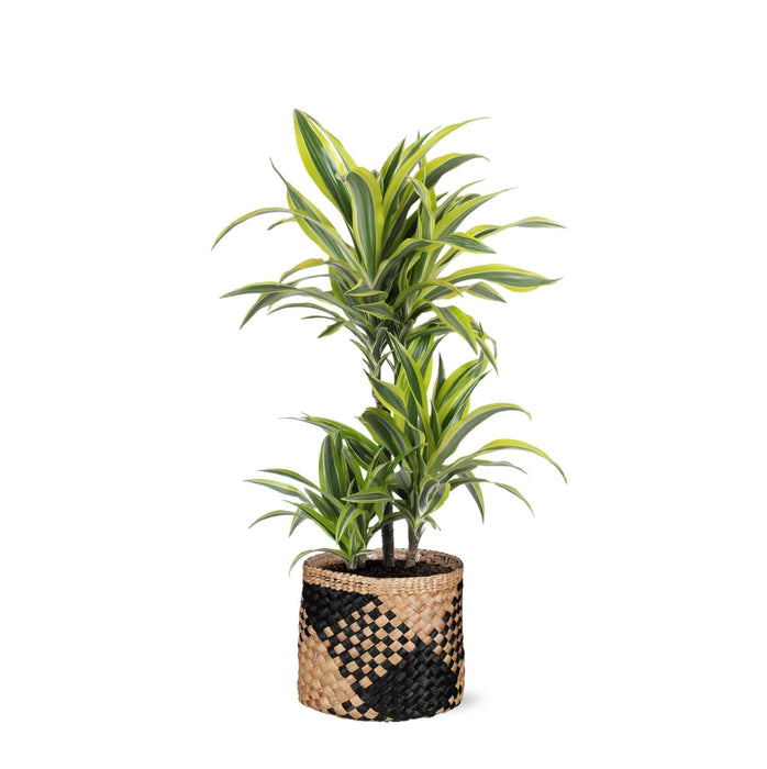 Dracaena Citronlime Og Dens Gryde