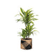 Dracaena Citronlime Og Dens Gryde