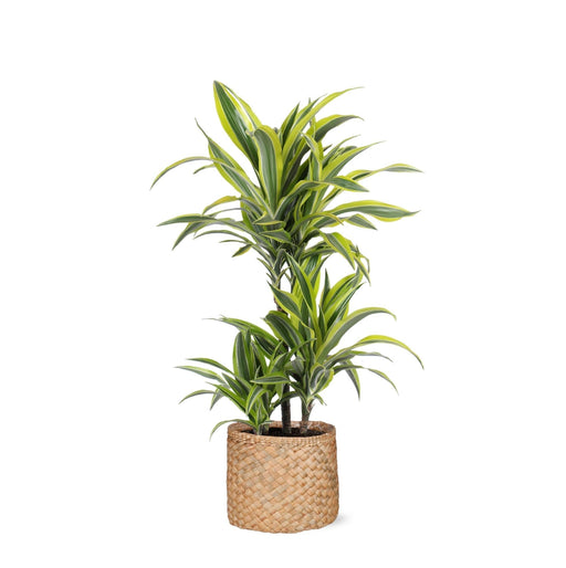 Dracaena Citronlime Og Dens Gryde