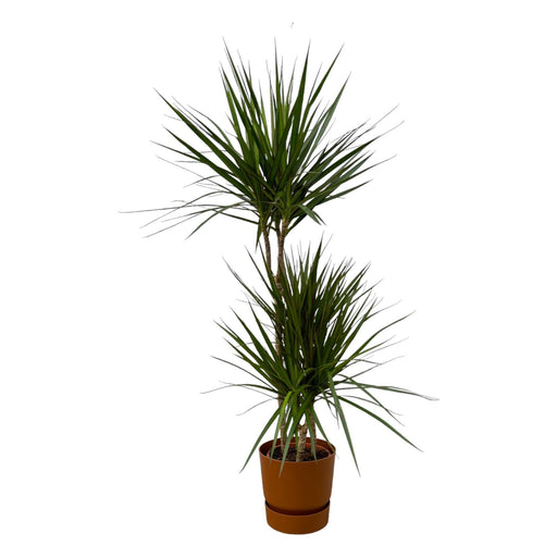 Dracaena Marginata - ↨120Cm - Ø21Cm Inklusive Elho Greenville Rund Bruin D24Xh23
