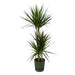 Dracaena Marginata - ↨120Cm - Ø21Cm Inklusive Elho Greenville Rund Grøn D24Xh23