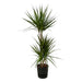 Dracaena Marginata - ↨120Cm - Ø21Cm Inklusive Elho Greenville Round Zwart D24Xh23