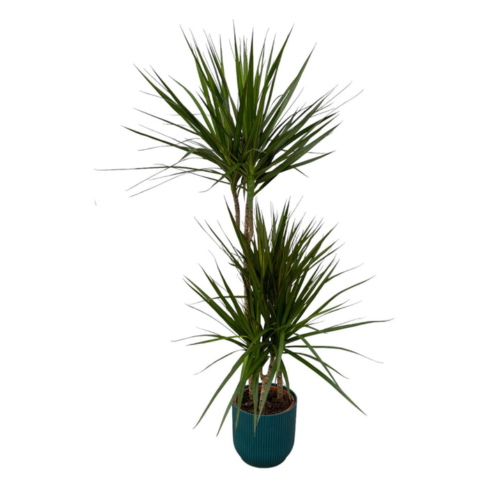 Dracaena Marginata - ↨120Cm - Ø21Cm Inklusive Elho Vibes Fold Rund Blauw D22Xh20
