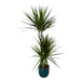 Dracaena Marginata - ↨120Cm - Ø21Cm Inklusive Elho Vibes Fold Rund Blauw D22Xh20