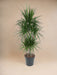 Dracaena Marginata Karrusel - 160 Cm - Ø31